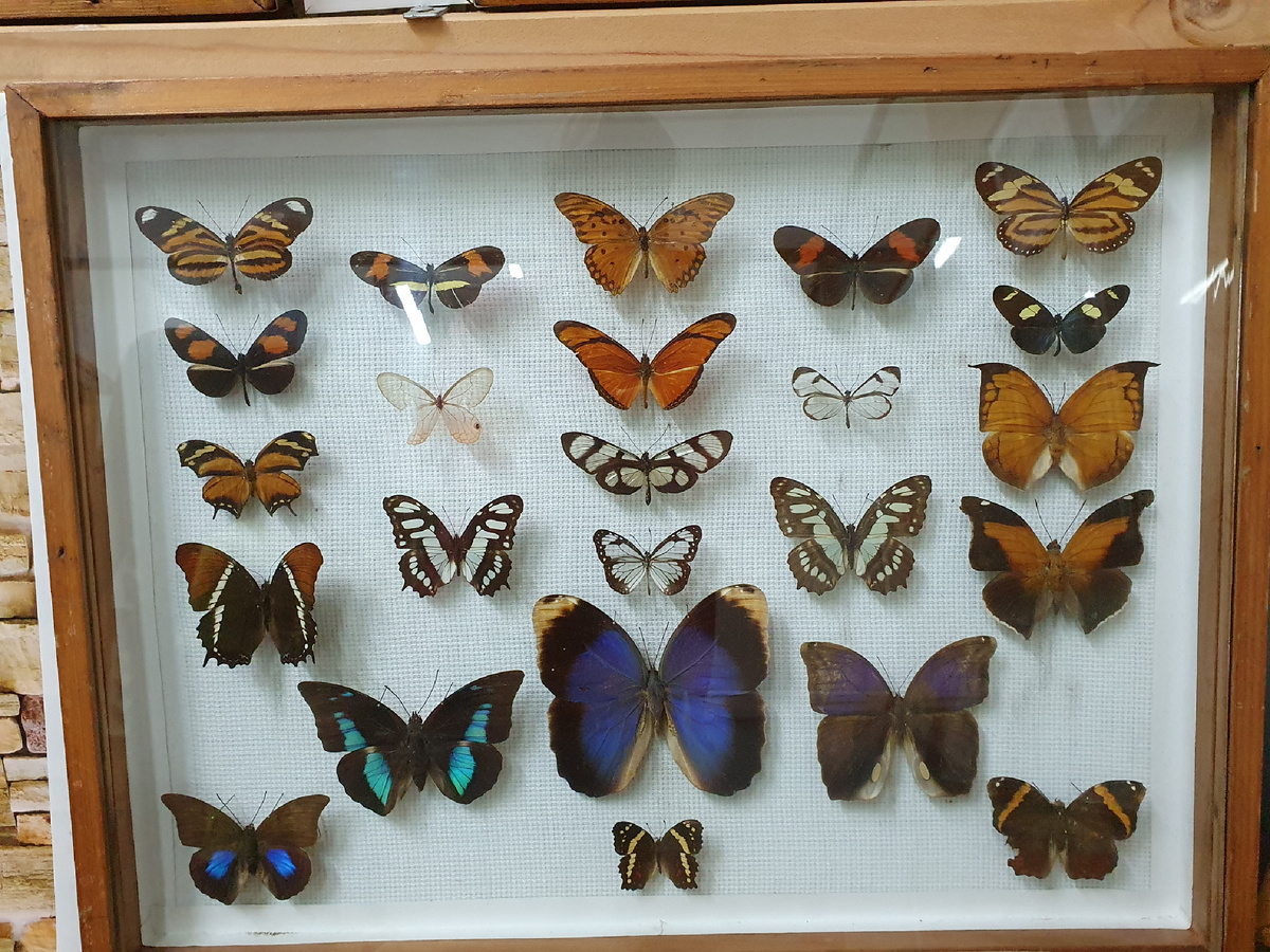 Найдите бабочку каллиму (пишите в комментариях)