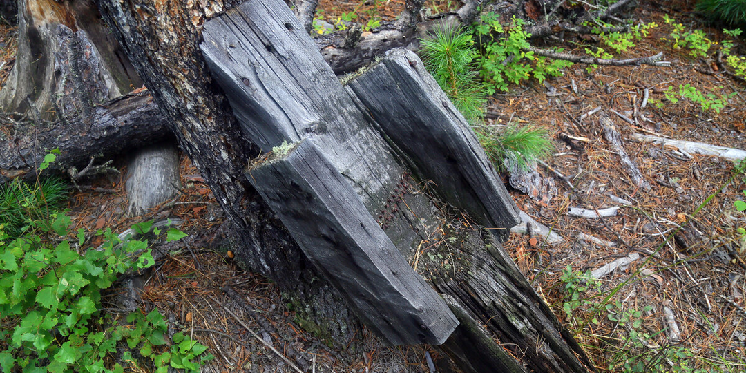 Таёжная головоломка: что за устройство прибито у кедра?