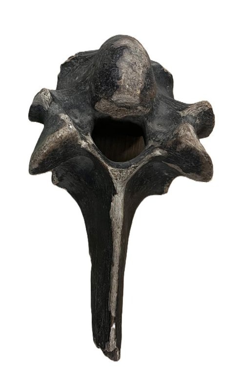 Позвонок мамонта. Найден на отмели в Карагуже в 1928 году. Фотография из фондов НМРА (КП ОФ-2478)