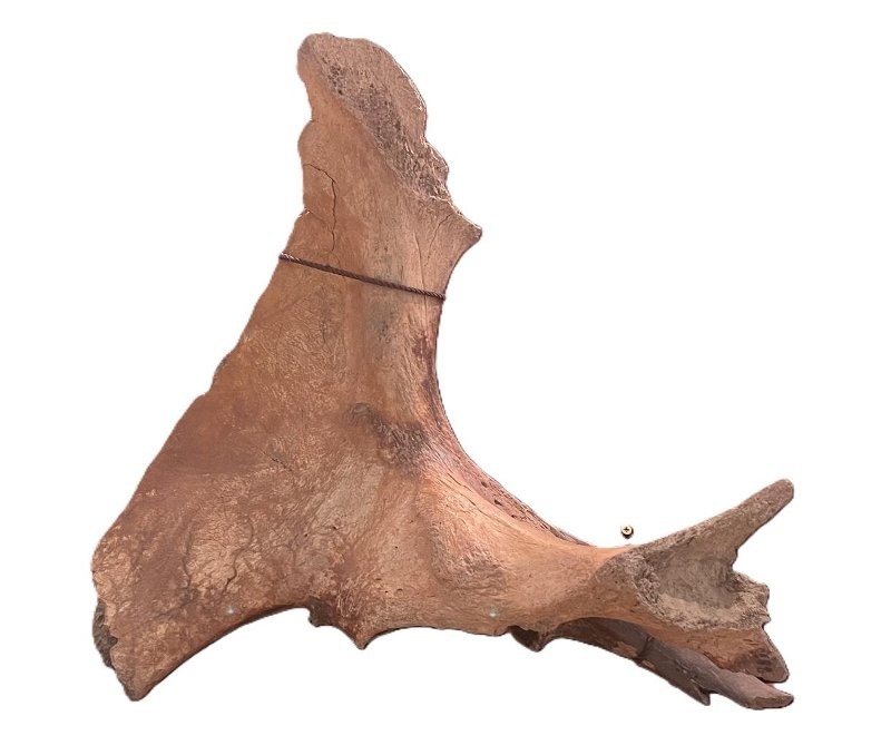 Тазовая кость мамонта. Найдена на реке Ише около села Карагуж в 1984 году. Фотография из фондов НМРА (КП ОФ-8588)