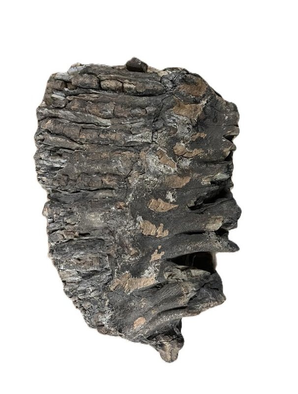 Зуб мамонта. Найден в долине реки Иши в 1960 году. Фотография из фондов НМРА (КП ОФ-5509)