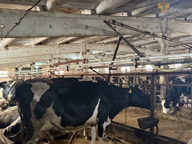    Фото: телеграм-канал "Прокуратура Московской области"