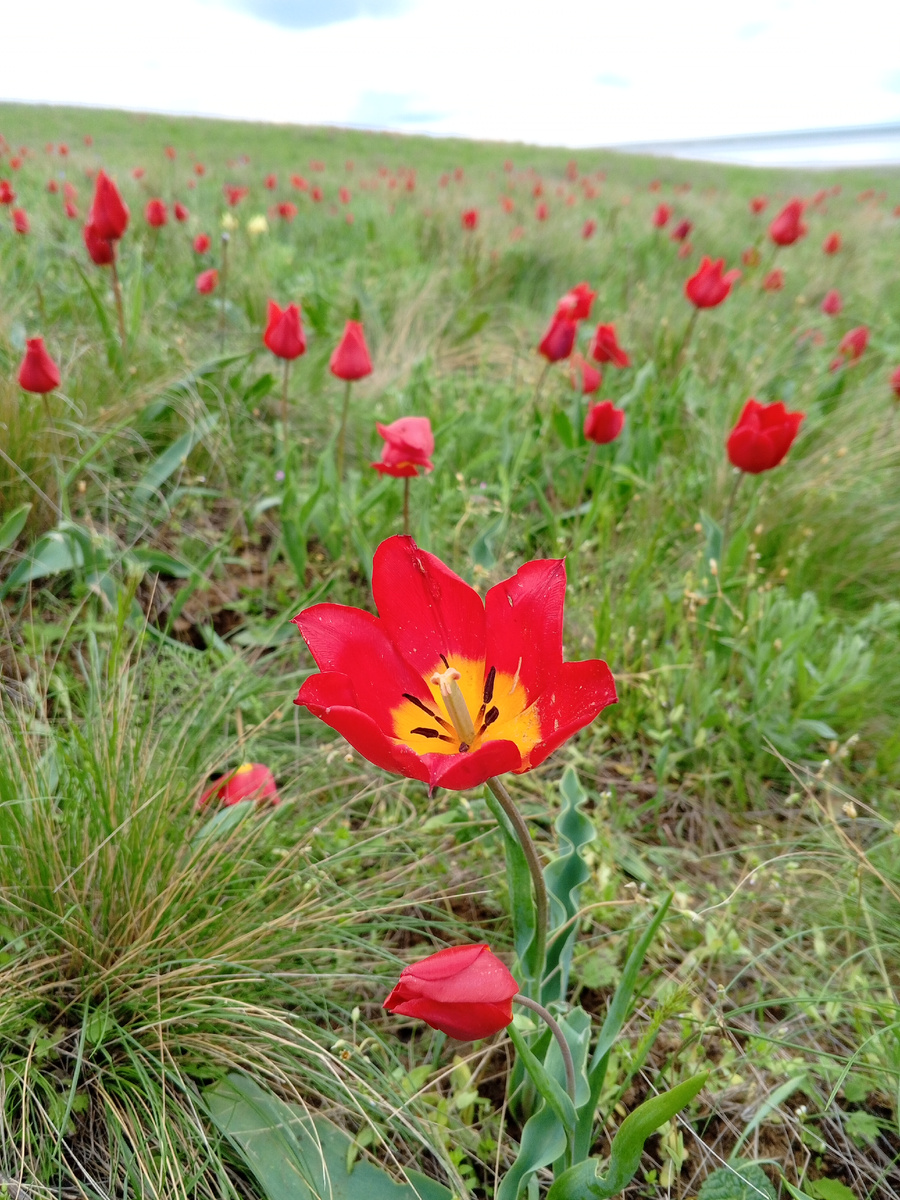 Тюльпановый рай. В статье используются только фото автора.