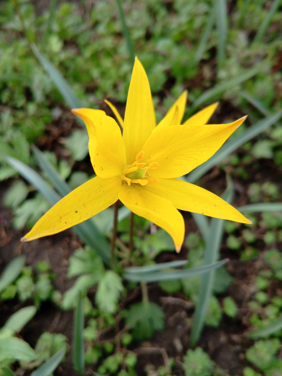 Желтый степной тюльпан Биберштейна. Так же встречается в городе в диком виде, и в культурных посадках.