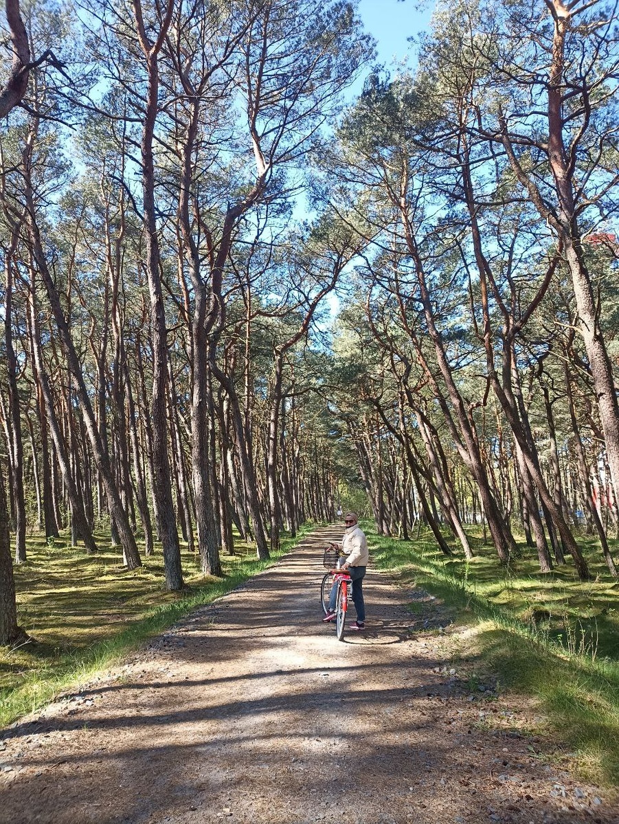 Немецкий реликтовый лес в Заостровье находится на берегу моря