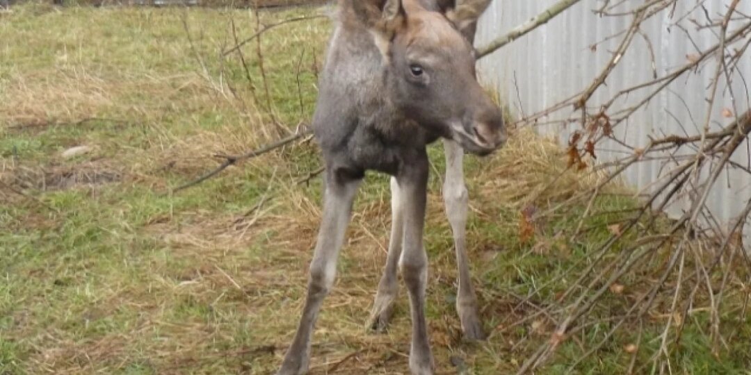 Пермяки спасли лосёнка, который испугался и лёг на трассе перед машиной