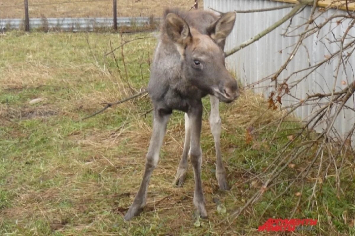    Пермяки спасли лосёнка, который испугался и лёг на трассе перед машиной