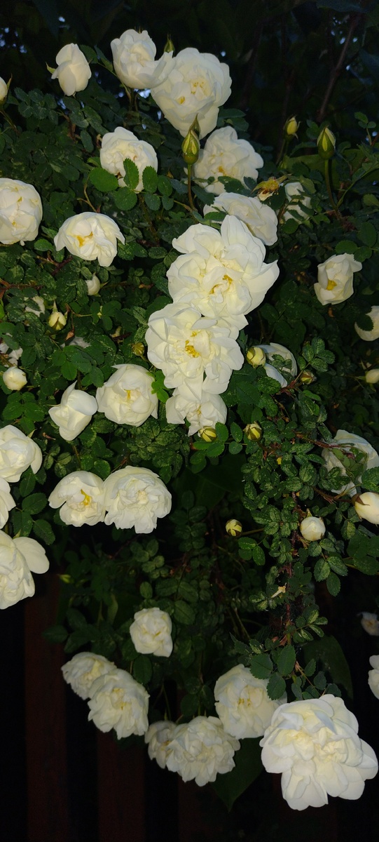 Наш шиповник