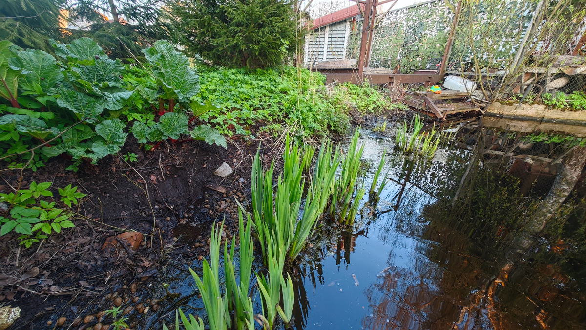 Обычный торфяной пруд в Ленинградской области 