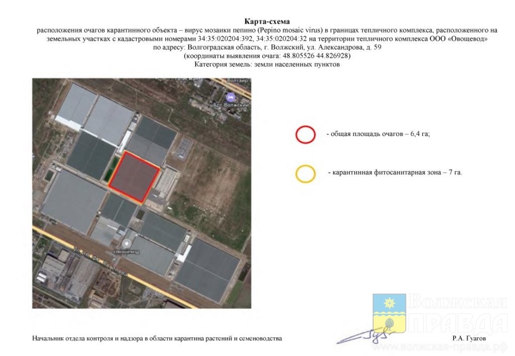 Фото: Россельхознадзор📷    Волжский «Овощевод» заявил, что мозаика пепино его не остановит
