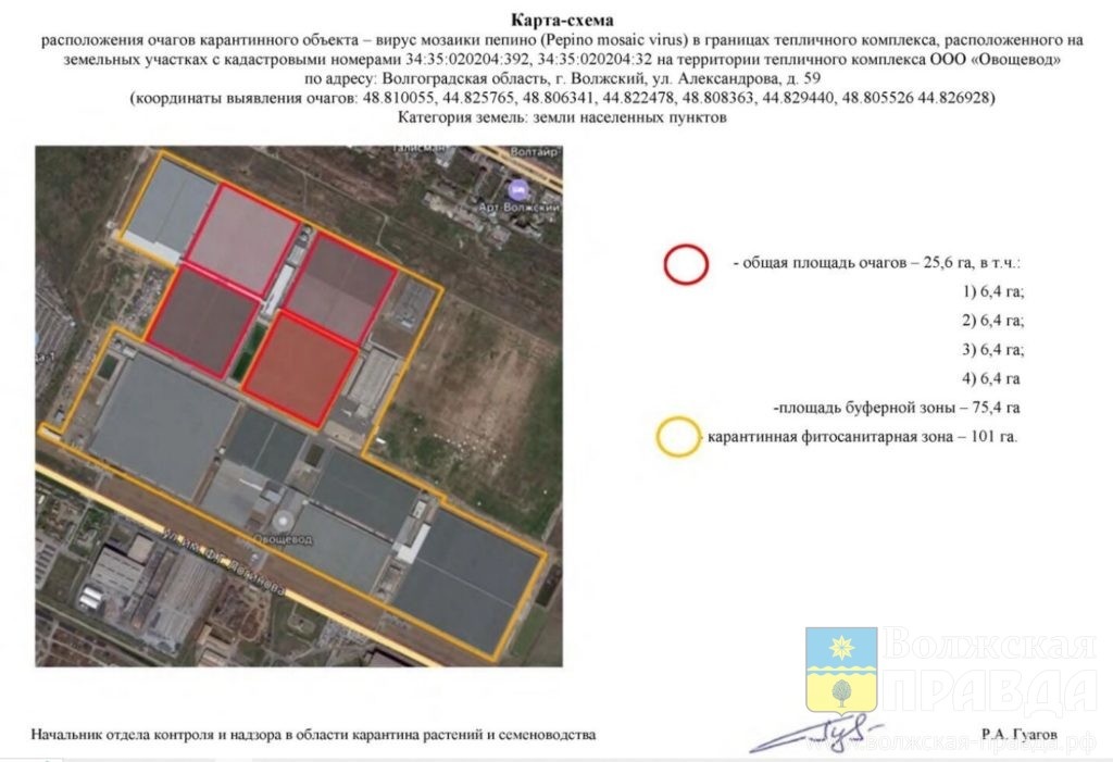 Фото: Россельхознадзор📷    Волжский «Овощевод» заявил, что мозаика пепино его не остановит
