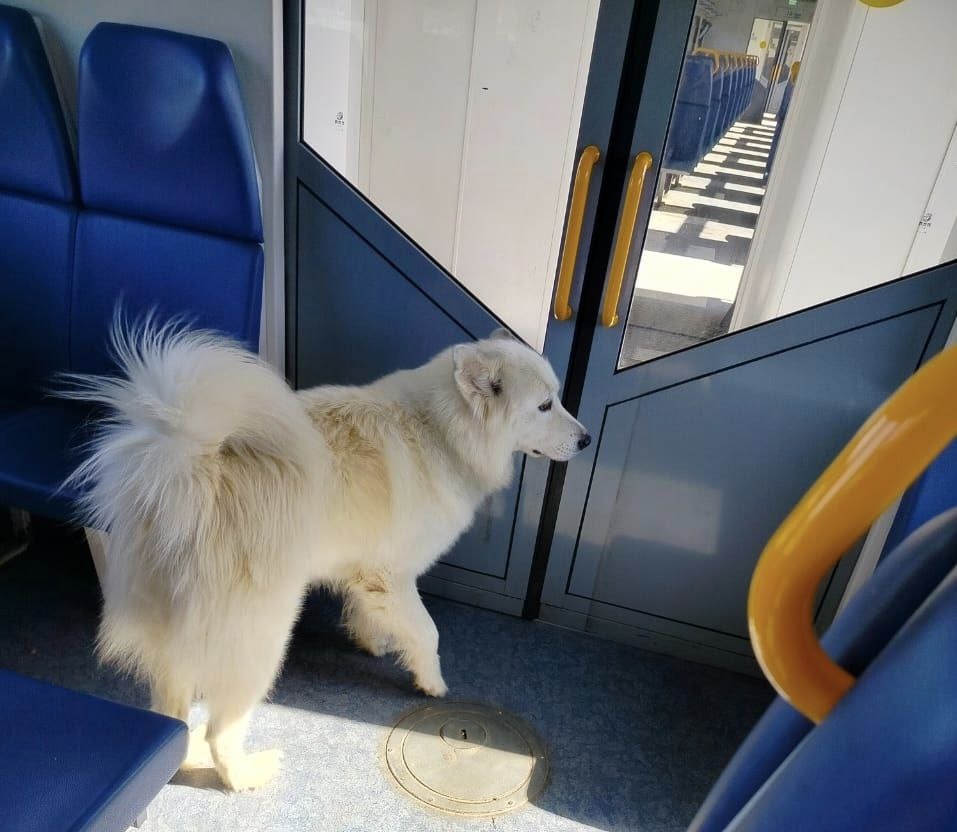    Пока хозяева собаки занималась выгрузкой багажа, любопытный самоед незаметно вернулся в вагон