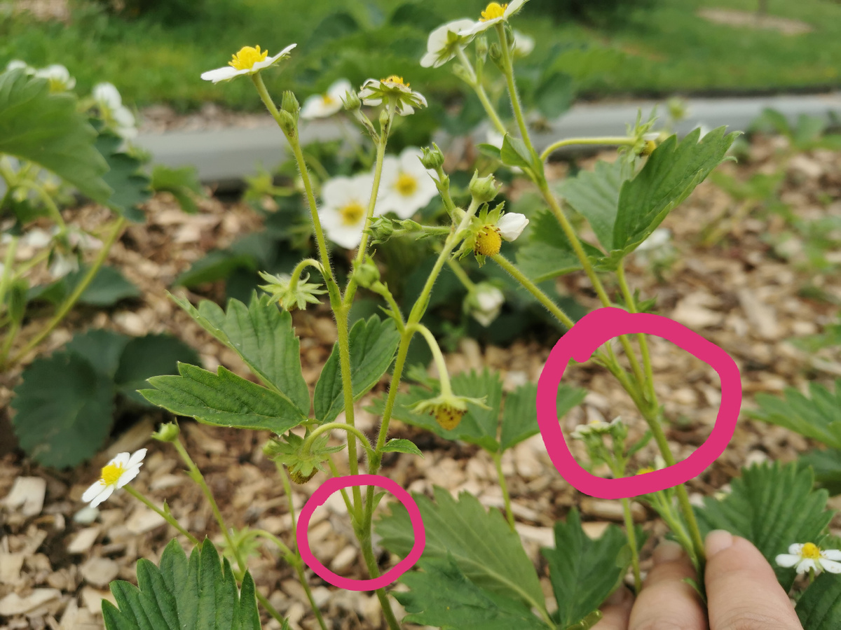 Вот в этих узлах образуются ждущие корешки после плодоношения