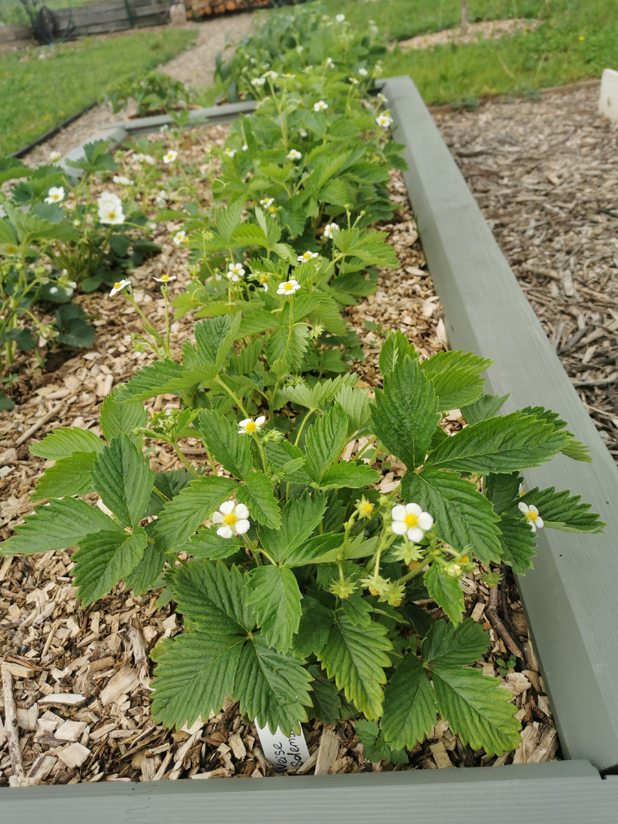 Молодые кусты весной