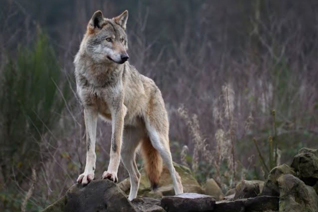 Неукротимый символ