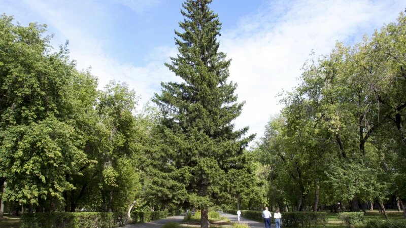     Что происходит в барнаульском парке "Изумрудный". Анна Зайкова