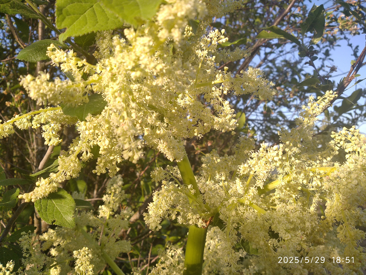 Цветете ревень (все фотографии в статье мои)