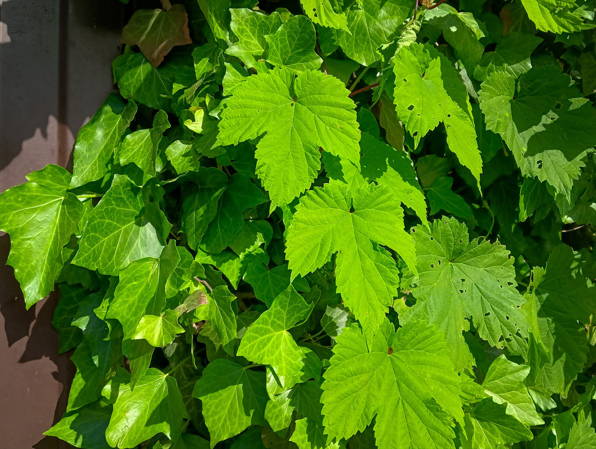 Вот он страшный и ужасный захватчик садов — хмель