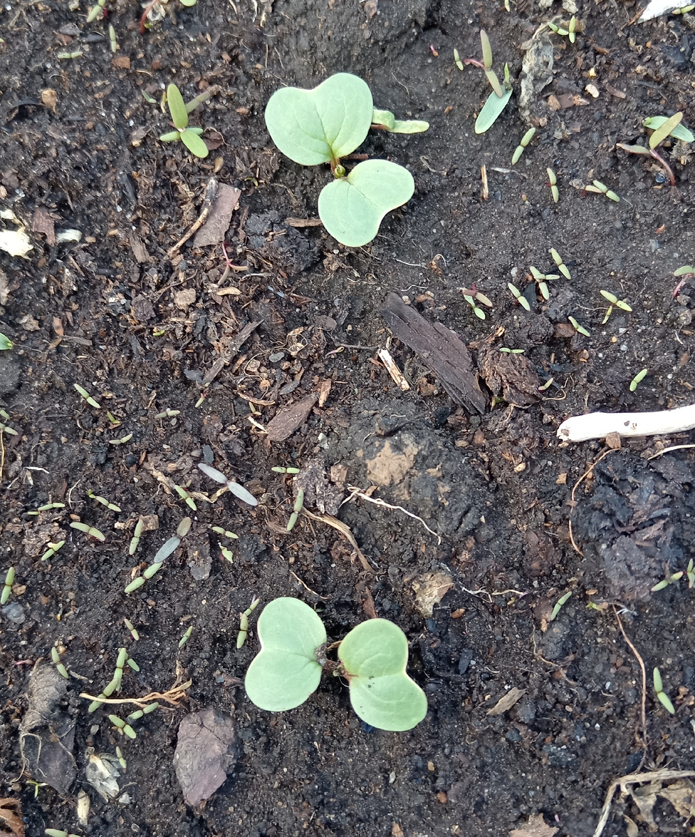 Всходы этого года! 🙂