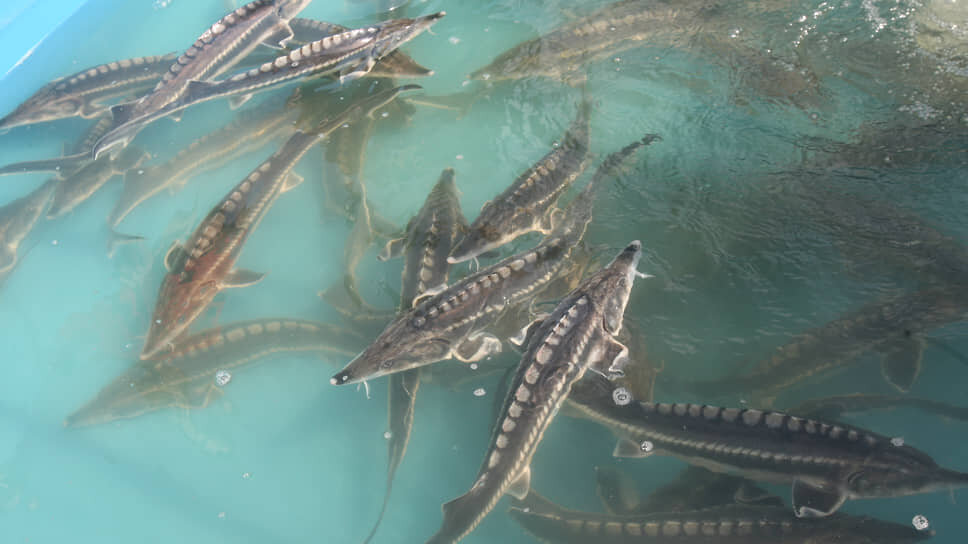 Фото: Дмитрий Азаров / Коммерсантъ