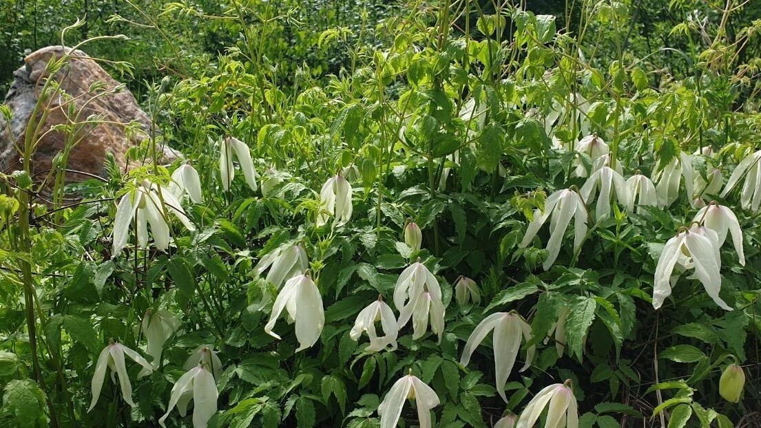     Источник: пресс-служба национального парка «Таганай»