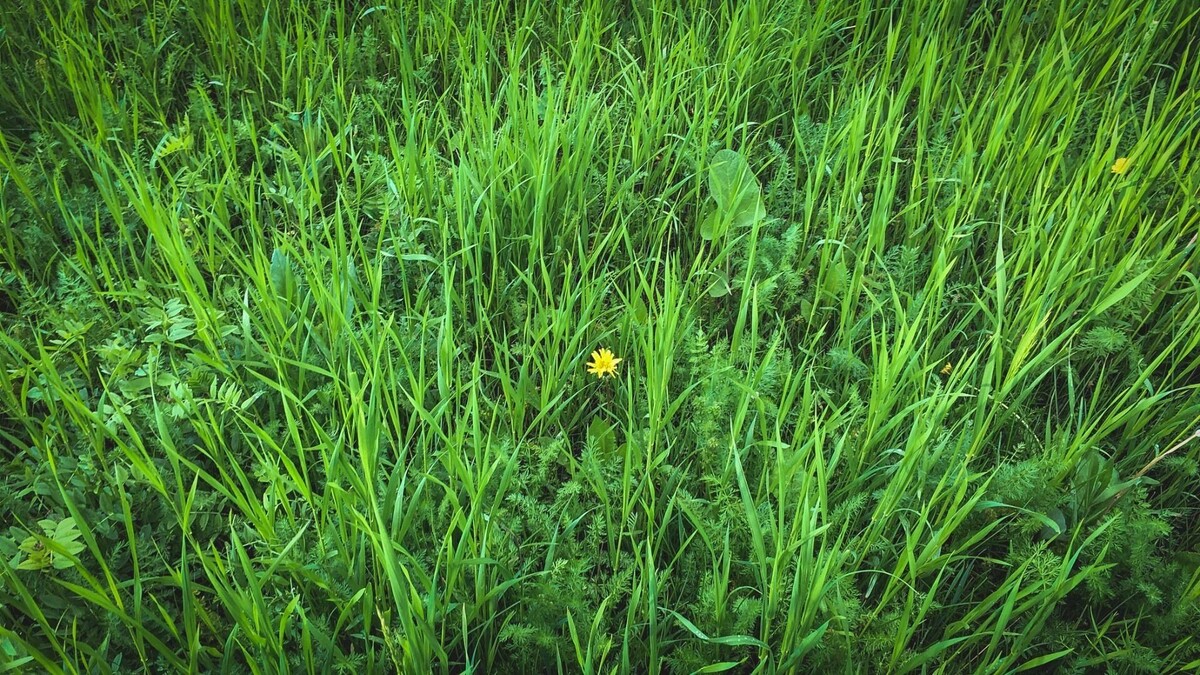     Источник: 1MI