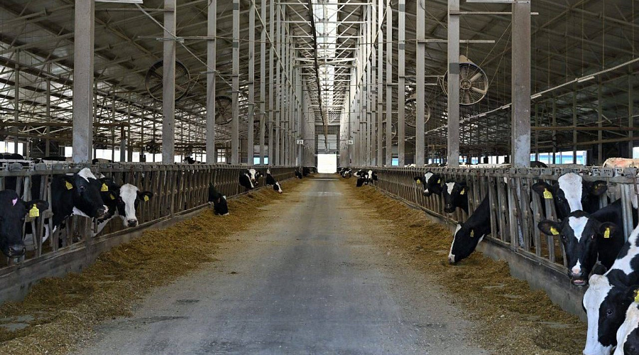 В Ульяновском районе прошёл XXXII областной конкурс операторов машинного доения коров