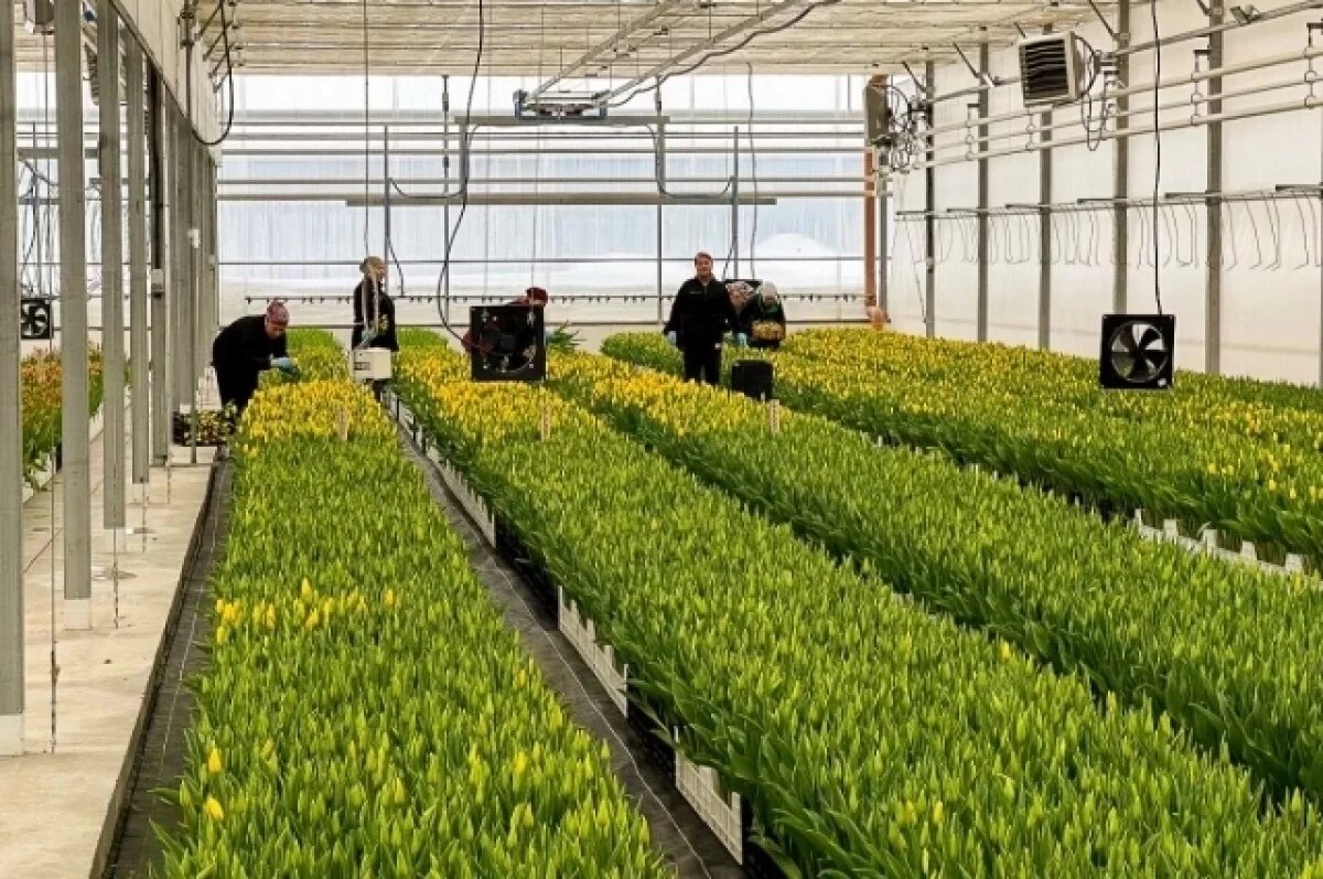    13 тысяч деревьев и кустарников вырастит городской питомник Новосибирска