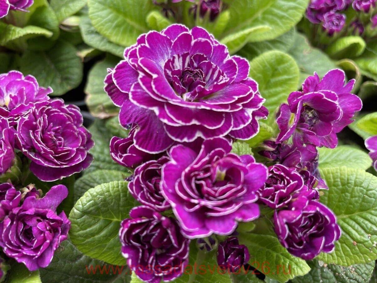 Фото: примула Беларина Пурпл Диамонд