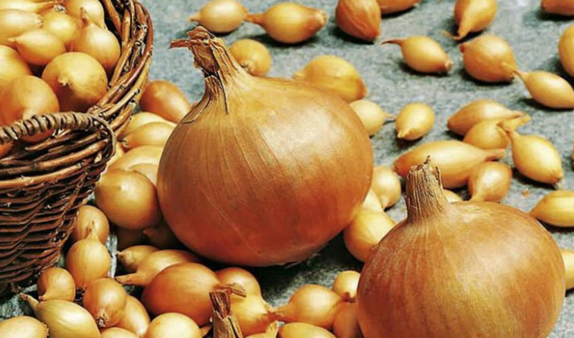 севок и крупный оук