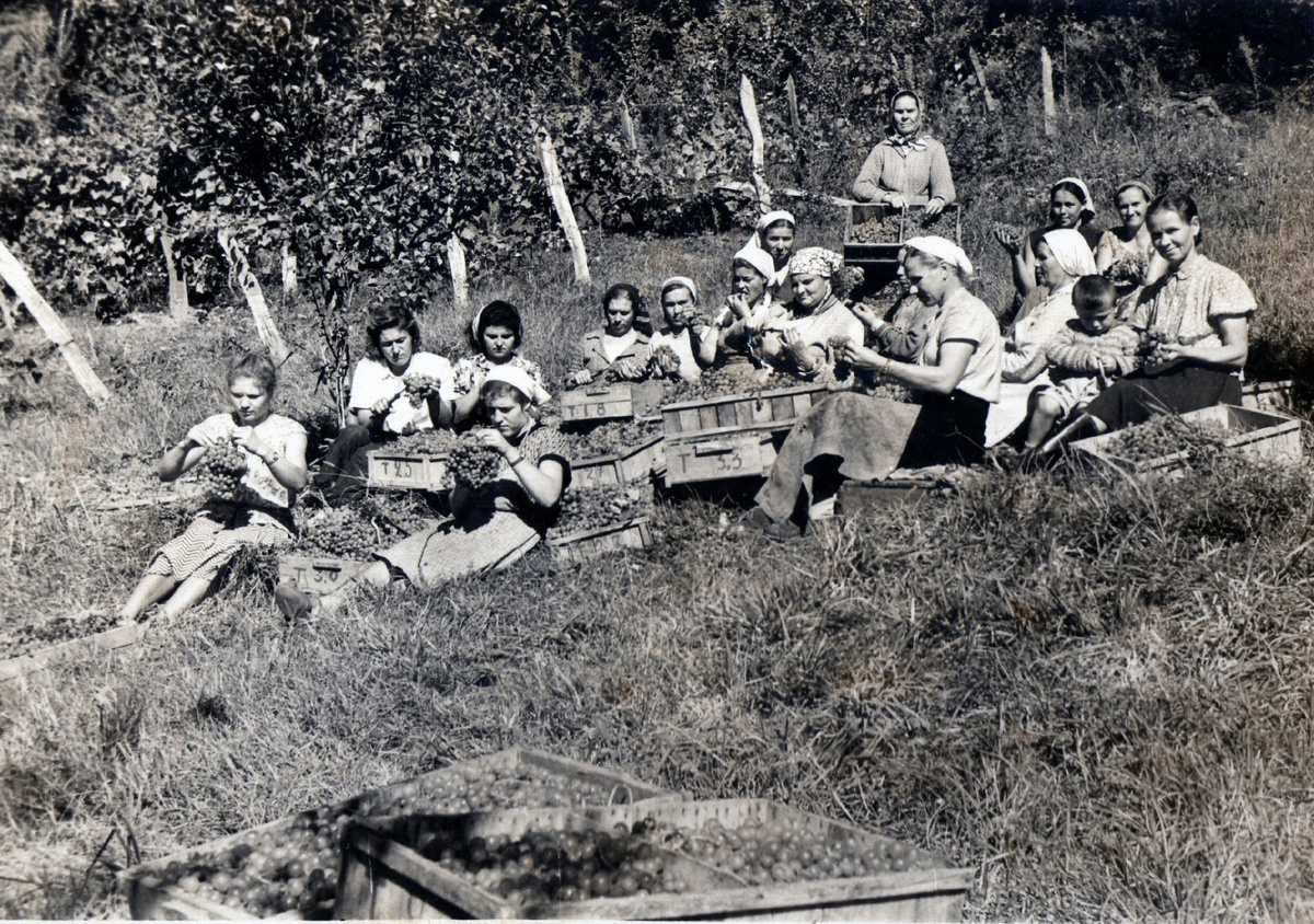 Работницы подсобного хозяйства дома отдыха ЦИК перебирают собранные грозди винограда. Из фондов ФИЦ СНЦ РАН