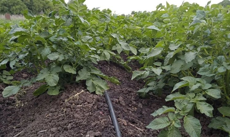    В ДНР отметили День картофеля полезными советами агрономов