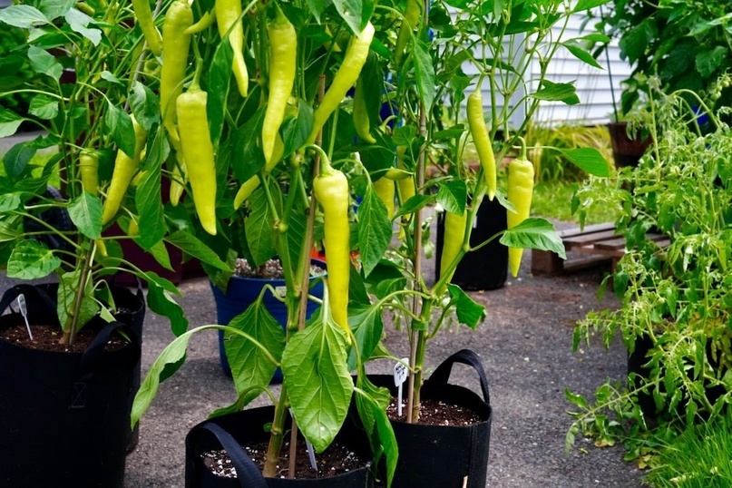 Выращивают не только на грядках острый перец Цицак