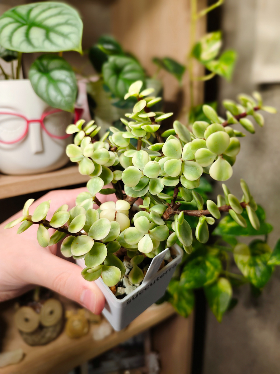 Моё растение - портулакария афра! 