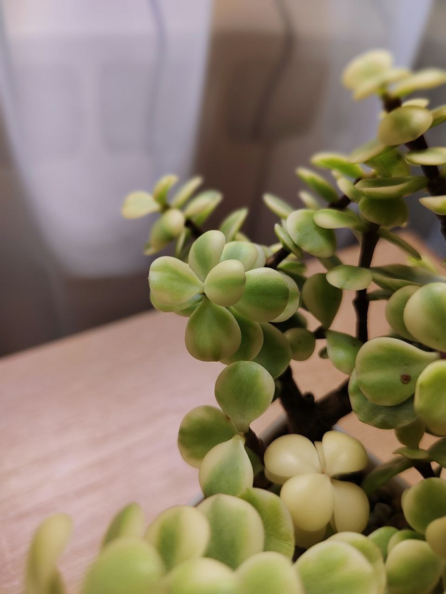 Здесь можем видеть как полностью белые, так и бело-зелёные листья