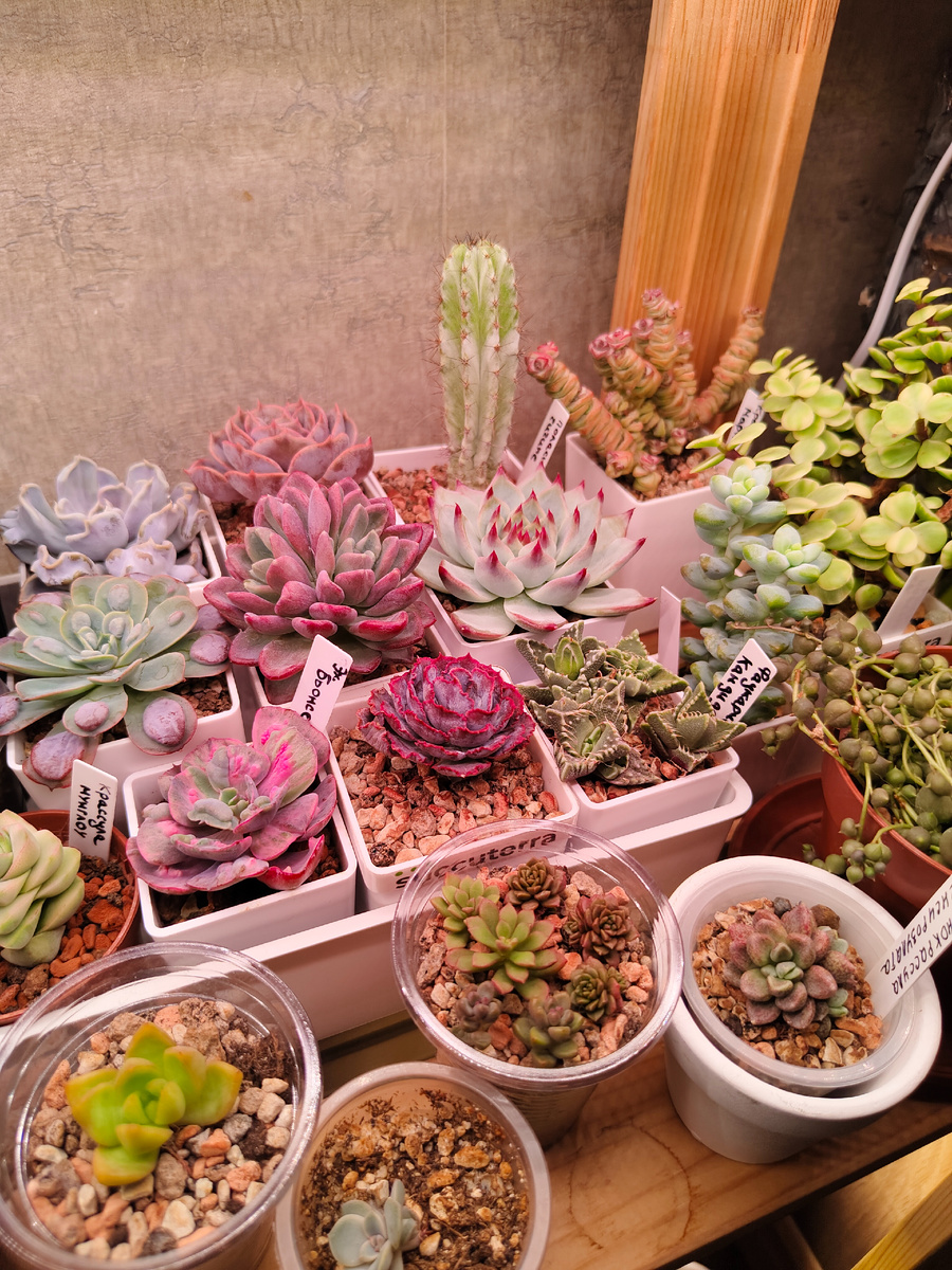 Все мои суккуленты находятся под досветкой!