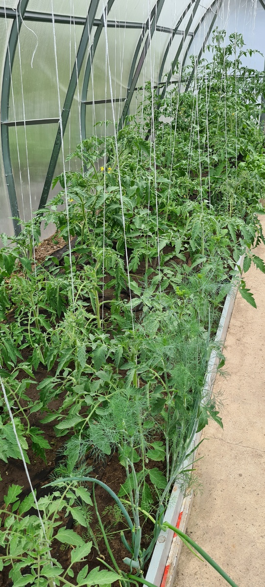 Мои помидоры.   