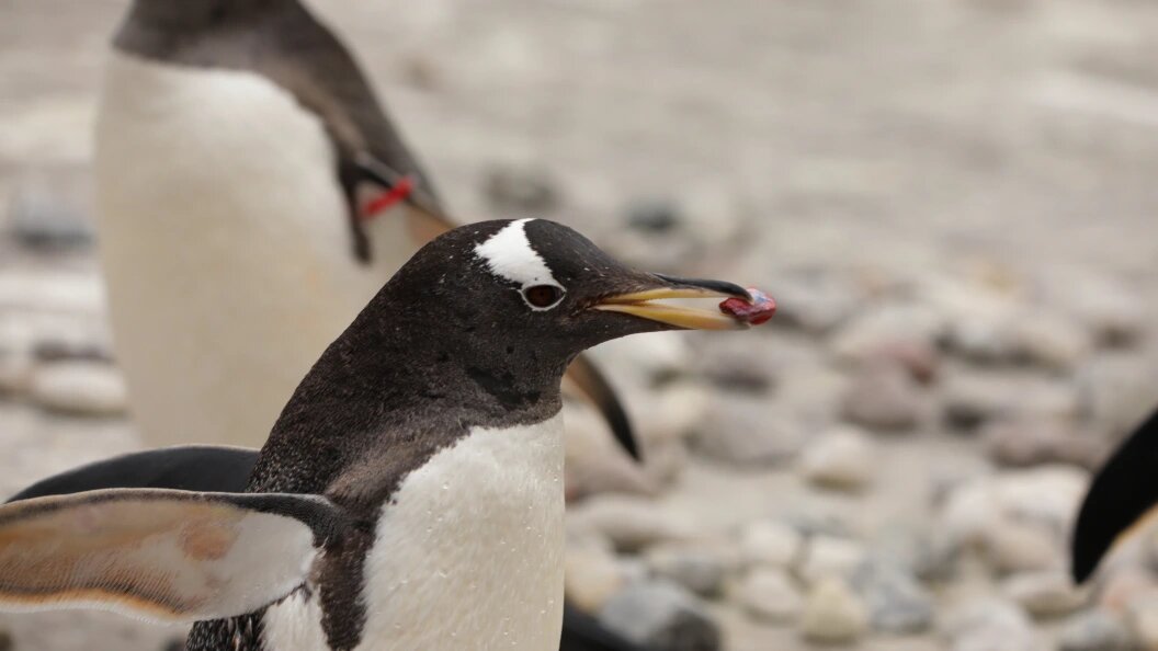    Фото: Cover Images/Keystone Press Agency