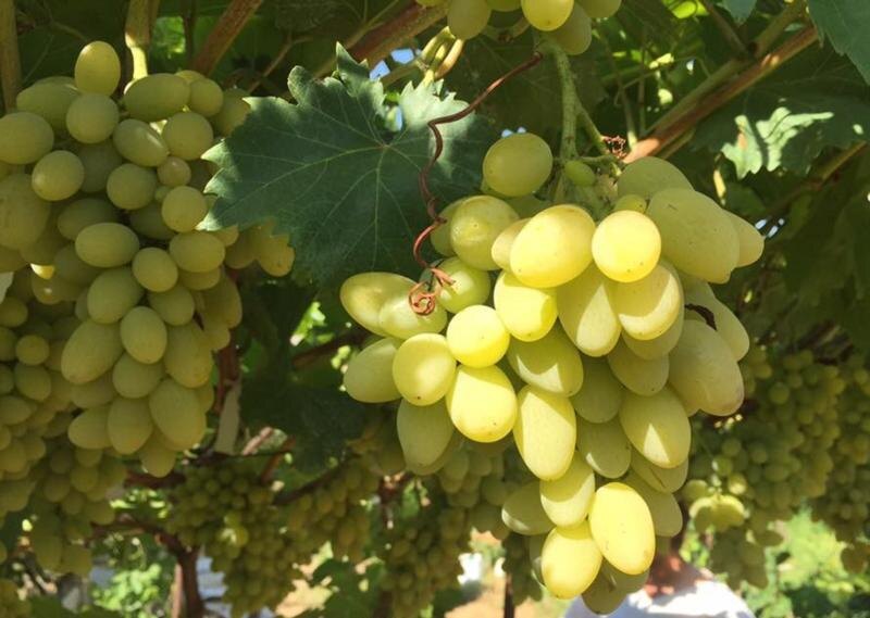    Фото сайта Минсельхоза РФ Екатерина Молчанова