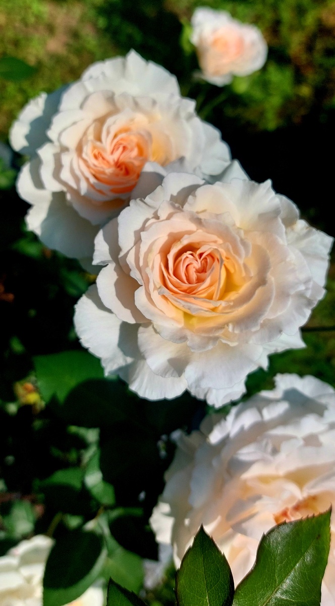 Пустиния. Флорибунда