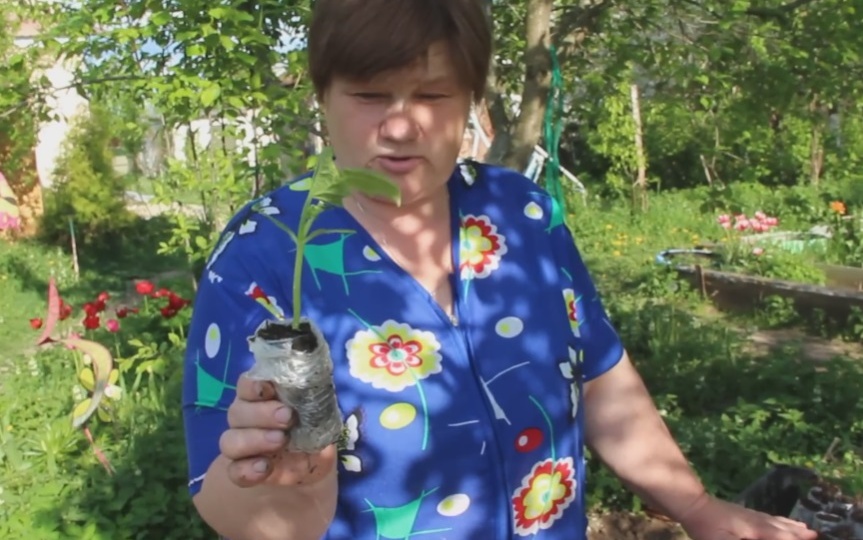 Посев огурцов на рассаду в "пеленки".