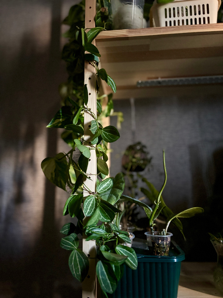 Овата в лучах утреннего солнца, пробившегося через шторы. Завораживающая красота!