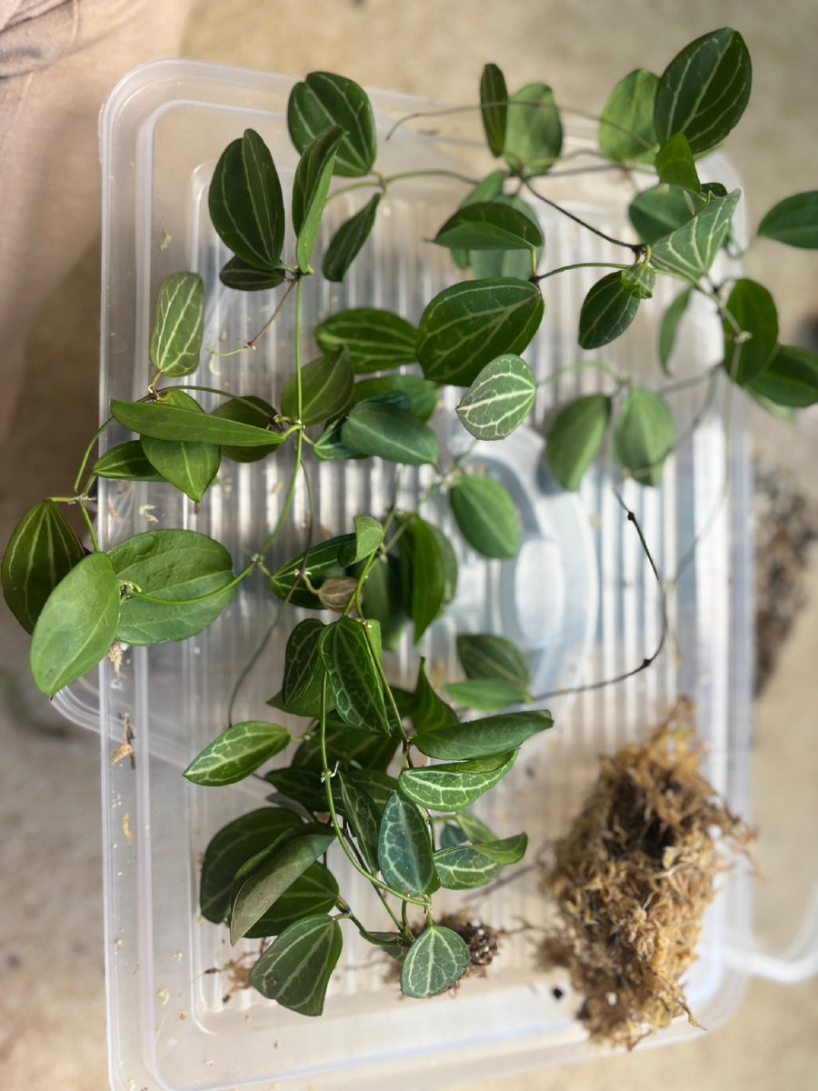 Внизу кадра видно, что листья уже свернулись в трубочку.