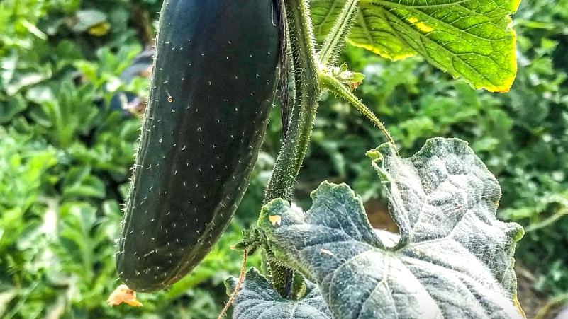 Так выглядели мои огурцы до перехода на молочную сыворотку - белый налет мучнистой росы покрывал все листья