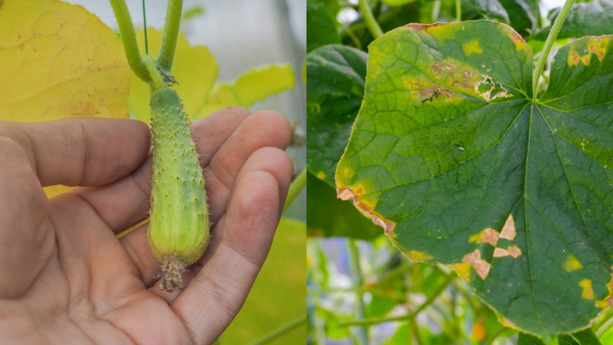 Главные враги наших огурцов - мучнистая роса, пероноспороз и корневые гнили.