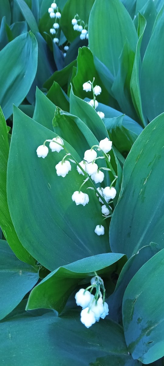А вот и ландыши 