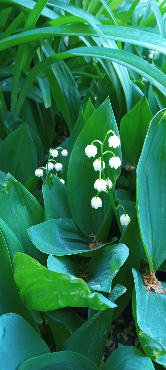 Еще ландыши