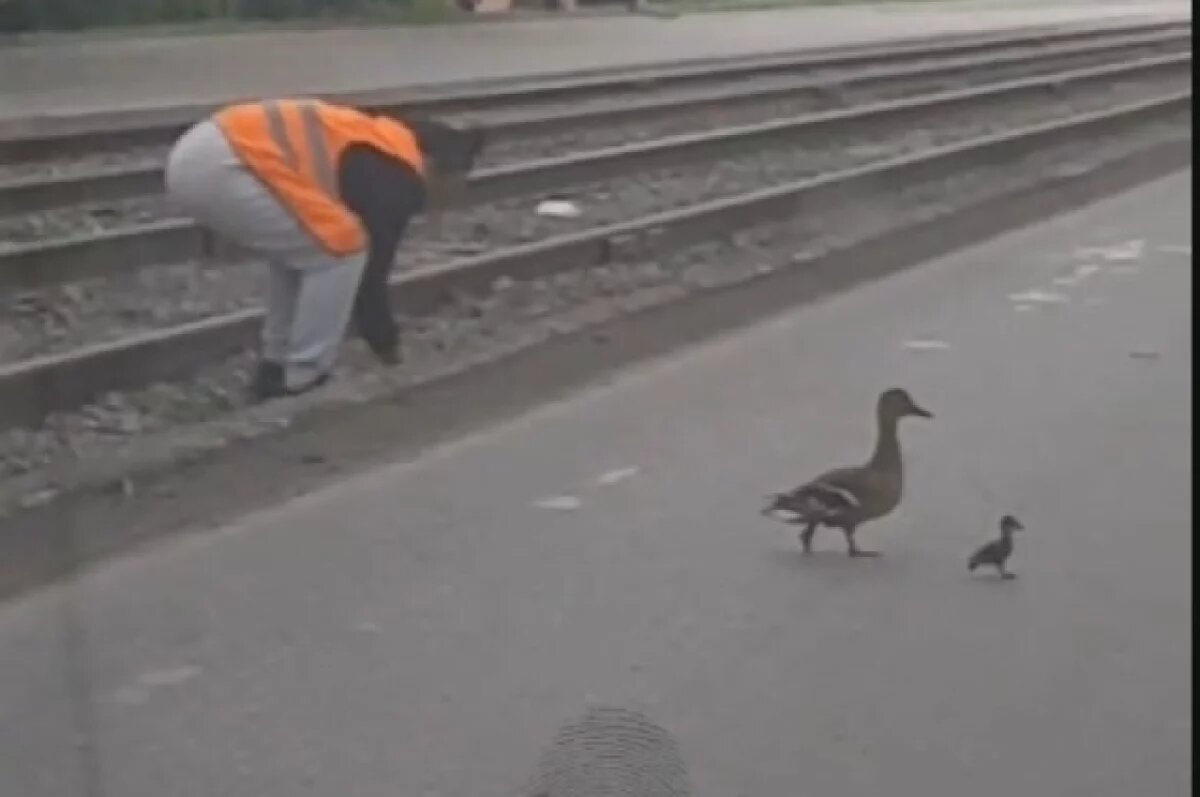    Водитель новосибирского трамвая спасла утку с утятами
