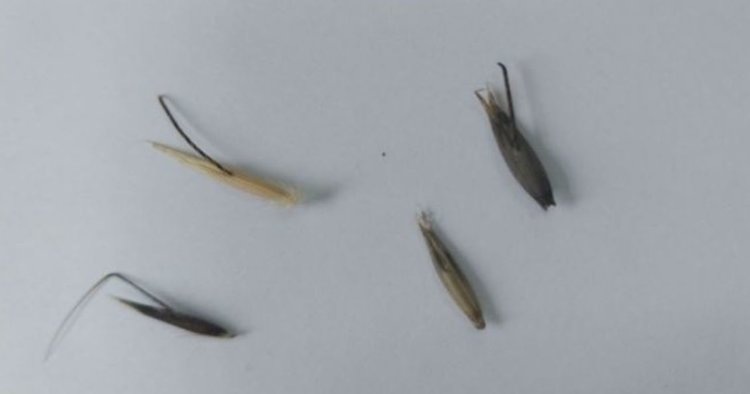    Почему овсюг доставляет головную боль производителям семян ячменя