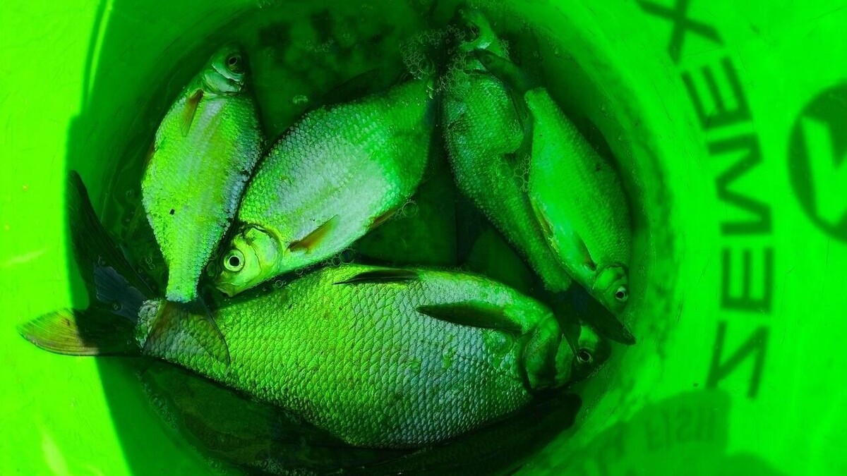     Автор: Рыбалка в Ростовской области/ВК